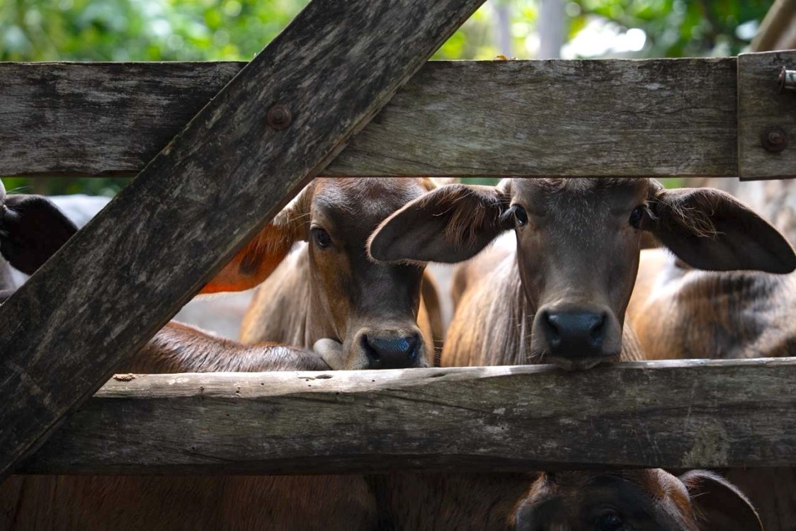 ¡Más de 200 animales salvados! Atención efectiva ante casos de gusano barrenador en Yucatán