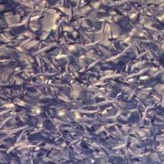 La Planta de Nitrógeno Cantarell mata a millones de larvas de especies marinas