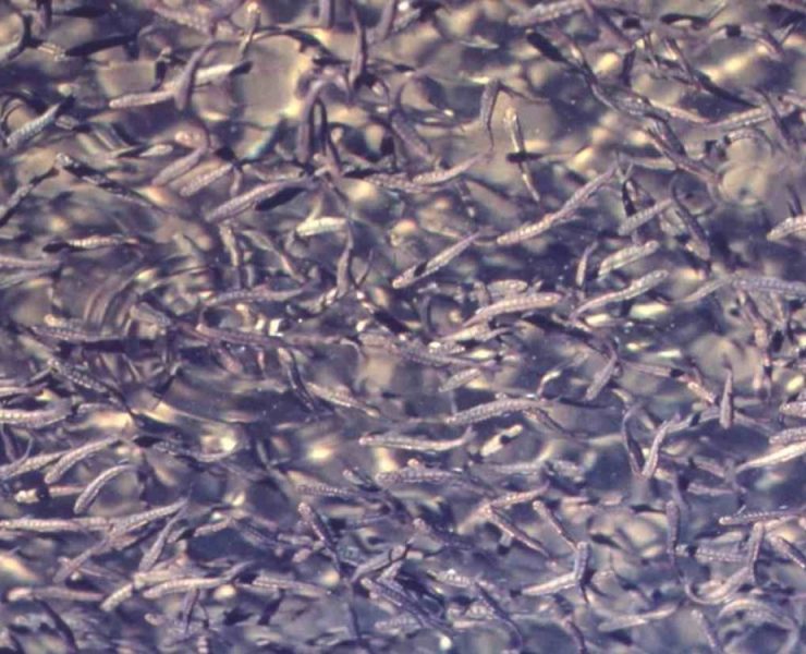 La Planta de Nitrógeno Cantarell mata a millones de larvas de especies marinas