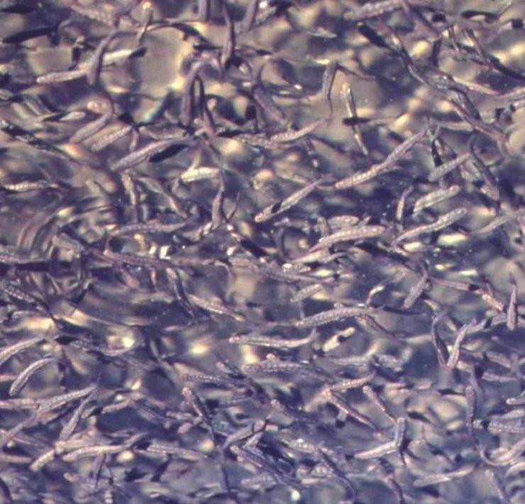 La Planta de Nitrógeno Cantarell mata a millones de larvas de especies marinas