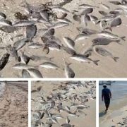 ¡Alarma ambiental! Aparecen más peces sin vida en las costas de Yucatán y crece la preocupación