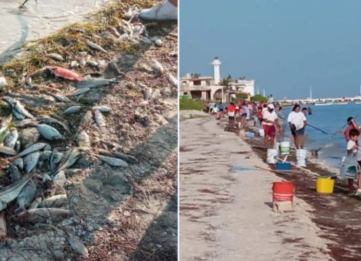 Se recomienda no consumir especies que recalan a la costa: conoce los riesgos