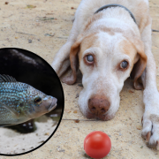 ¿Cura para la ceguera de las mascotas? Se cree que la solución es un pez