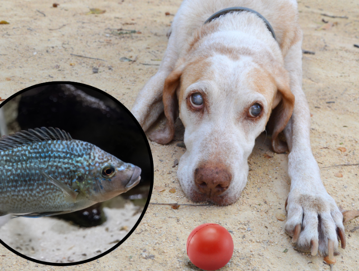 ¿Cura para la ceguera de las mascotas? Se cree que la solución es un pez