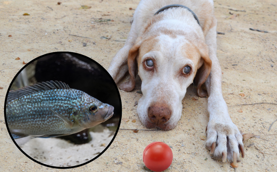 ¿Cura para la ceguera de las mascotas? Se cree que la solución es un pez