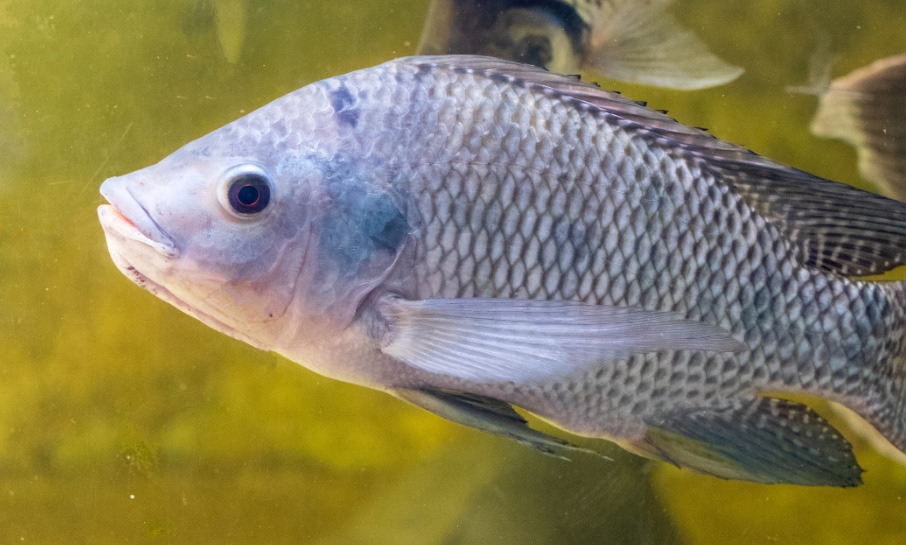 ¿Cómo funciona este tratamiento con piel de tilapia?