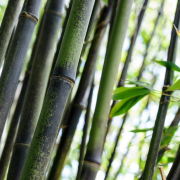 Florece un bambú después de 120 años y esto pone en alerta a la comunidad científica