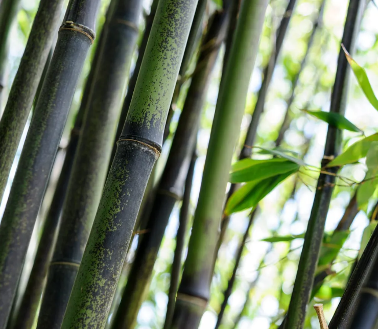 Florece un bambú después de 120 años y esto pone en alerta a la comunidad científica