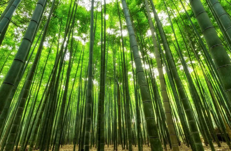 ¿Por qué es tan preocupante que florece un bambú después de 120 años?