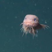 Descubren nueva especie de pez y se ve adorable, vive a 3.200 metros de profundidad.