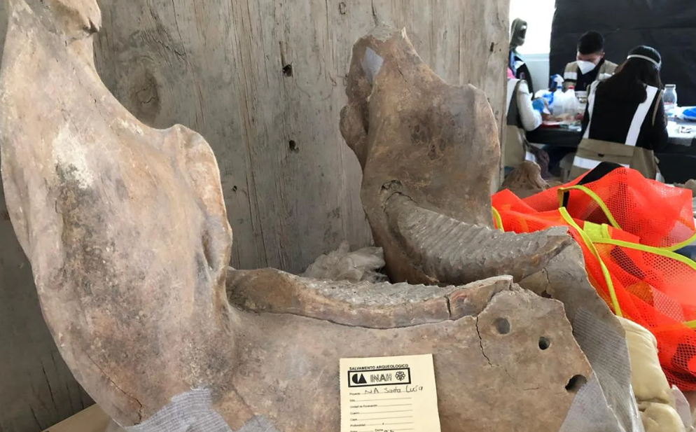 Diversidad genética: El verdadero mamut mexicano