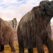 Descubren nuevos Mamuts tropicales que habitaron en México