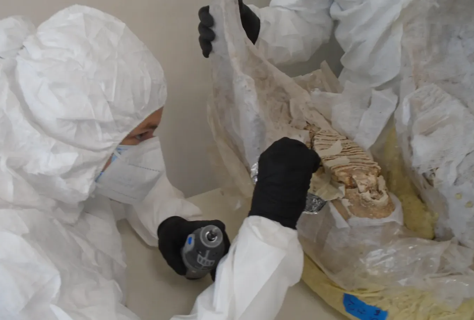 Descubren nuevos Mamuts tropicales que habitaron en México