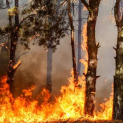 España enfrenta la peor ola de incendios perdiendo cientos de miles de hectáreas