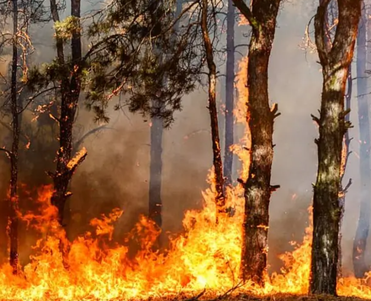 España enfrenta la peor ola de incendios perdiendo cientos de miles de hectáreas