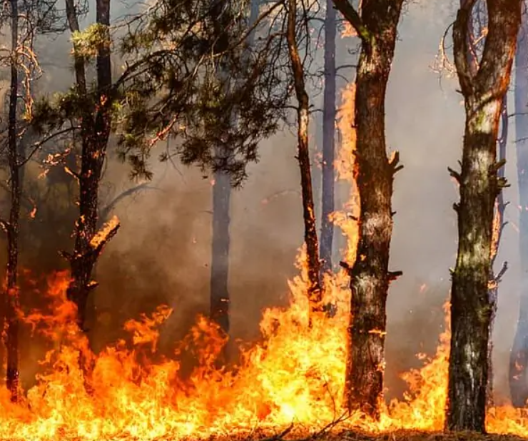 España enfrenta la peor ola de incendios perdiendo cientos de miles de hectáreas