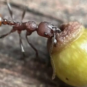 Un niño pone a la ciencia de cabeza por su inusual descubrimiento sobre insectos