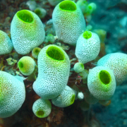 Descubren animal que se come su cerebro, se trata de los curiosos Ascidias