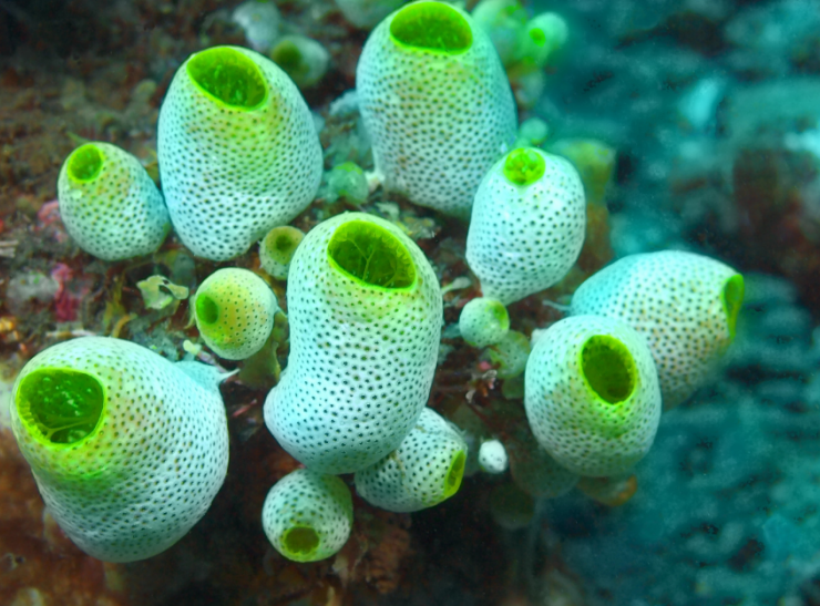 Descubren animal que se come su cerebro, se trata de los curiosos Ascidias