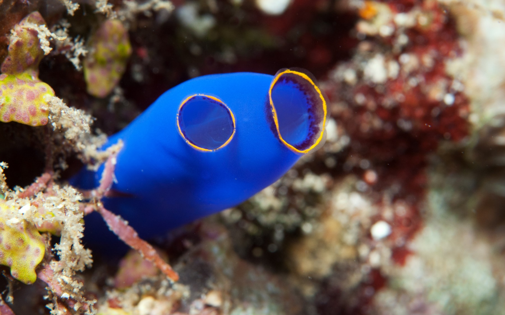 Más curiosidades del reino animal que no sabías