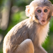 Científicos revierten el envejecimiento en monos ¿Un nuevo futuro para la humanidad?