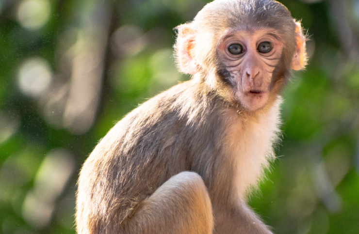 Científicos revierten el envejecimiento en monos ¿Un nuevo futuro para la humanidad?