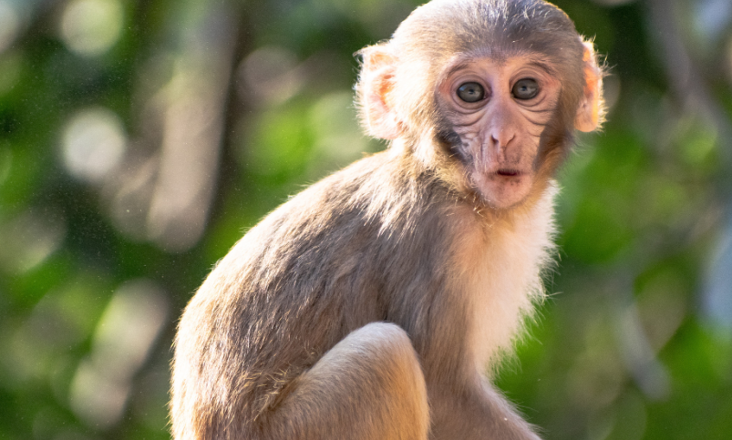 Científicos revierten el envejecimiento en monos ¿Un nuevo futuro para la humanidad?