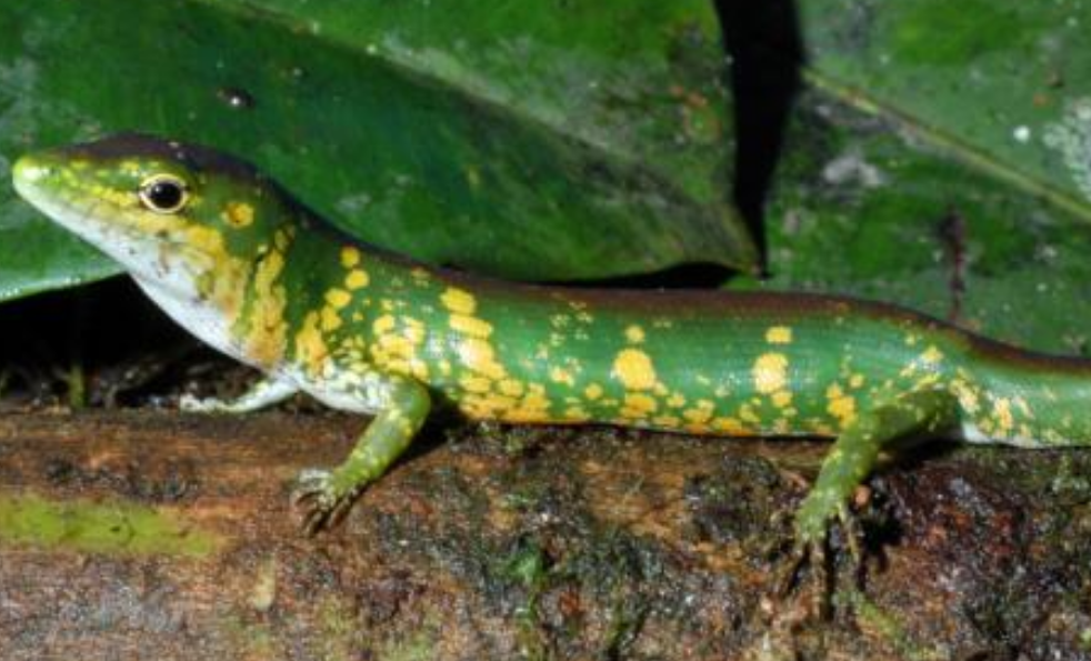 ¿Por qué la sangre de este lagarto es verde?