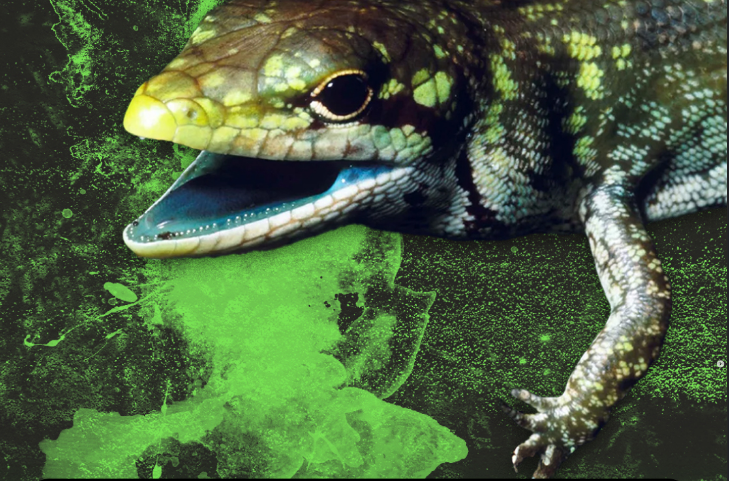 Encuentran un lagarto de sangre verde y desafía todo lo que sabíamos