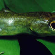 Encuentran un lagarto de sangre verde y sorprende a la ciencia