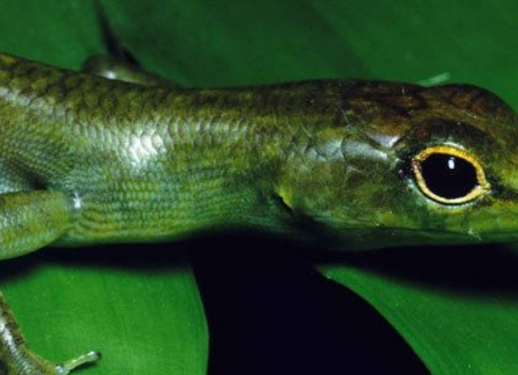 Encuentran un lagarto de sangre verde y sorprende a la ciencia