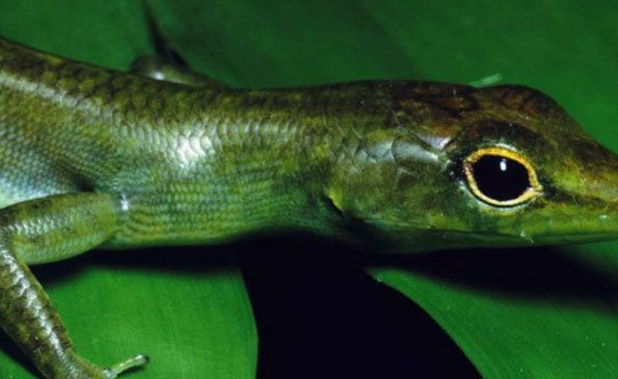 Encuentran un lagarto de sangre verde y sorprende a la ciencia