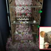 Una rata se come 19 mil dólares al entrar a un cajero automático y hallar un banquete