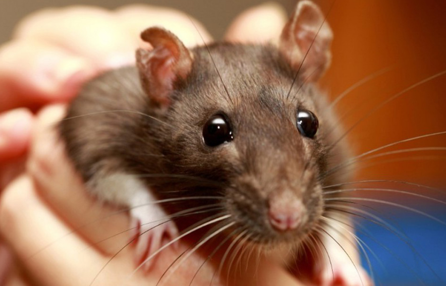 ¿Cómo una rata se come 19 mil dólares dentro de un cajero?