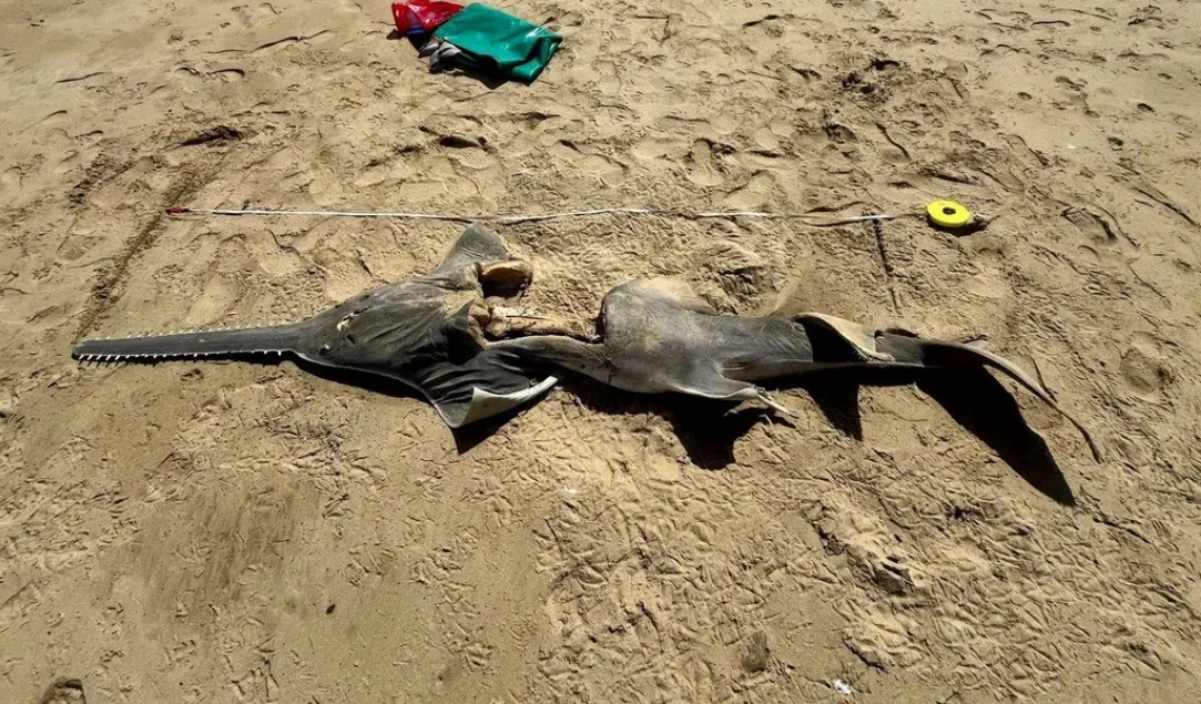 ¿Qué pez reapareció y por qué es tan especial?