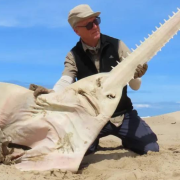 Reaparece un pez gigante que se creía extinto hace unos 26 años