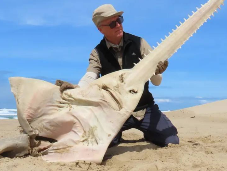 Reaparece un pez gigante que se creía extinto hace unos 26 años