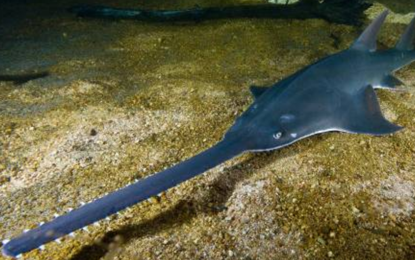 Un llamado urgente a la conservación