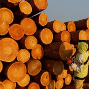 Trump impone aranceles a la madera, afectando a grandes industrias