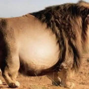 Encuentran un león gigante que parece sacada de un película por su colosal tamaño
