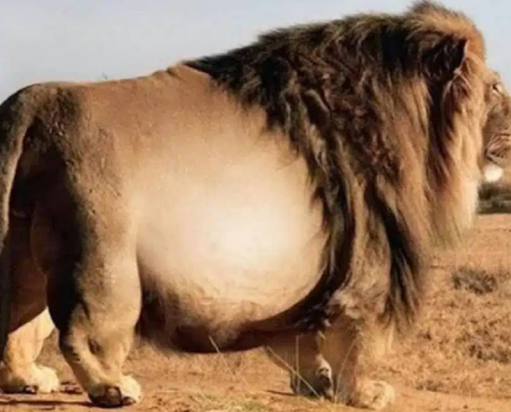 Encuentran un león gigante que parece sacada de un película por su colosal tamaño