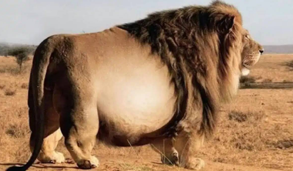 Encuentran un león gigante que parece sacada de un película por su colosal tamaño