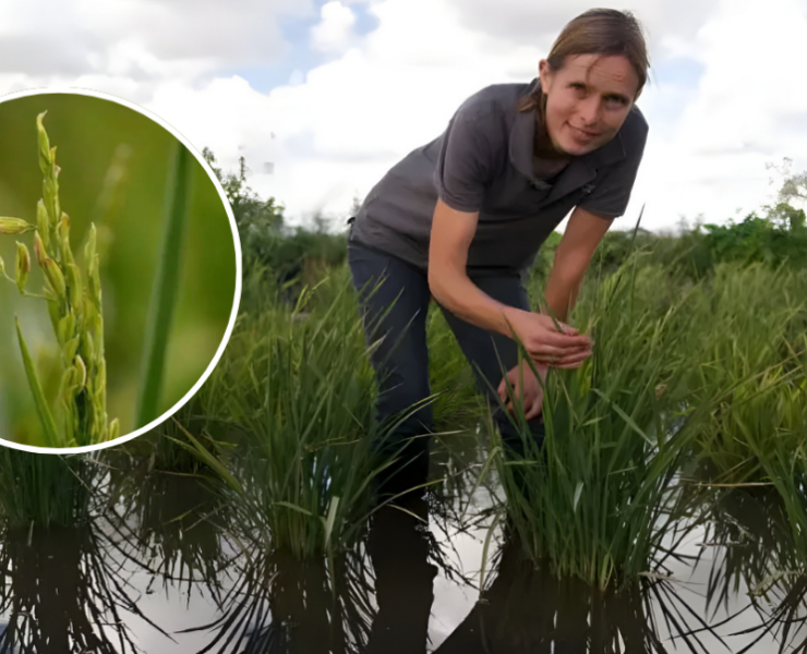 Reino Unido cosecha arroz por primera vez en un hecho histórico