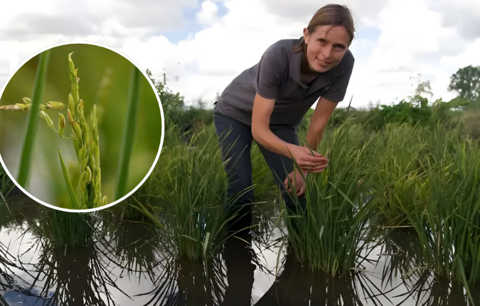 Reino Unido cosecha arroz por primera vez en un hecho histórico