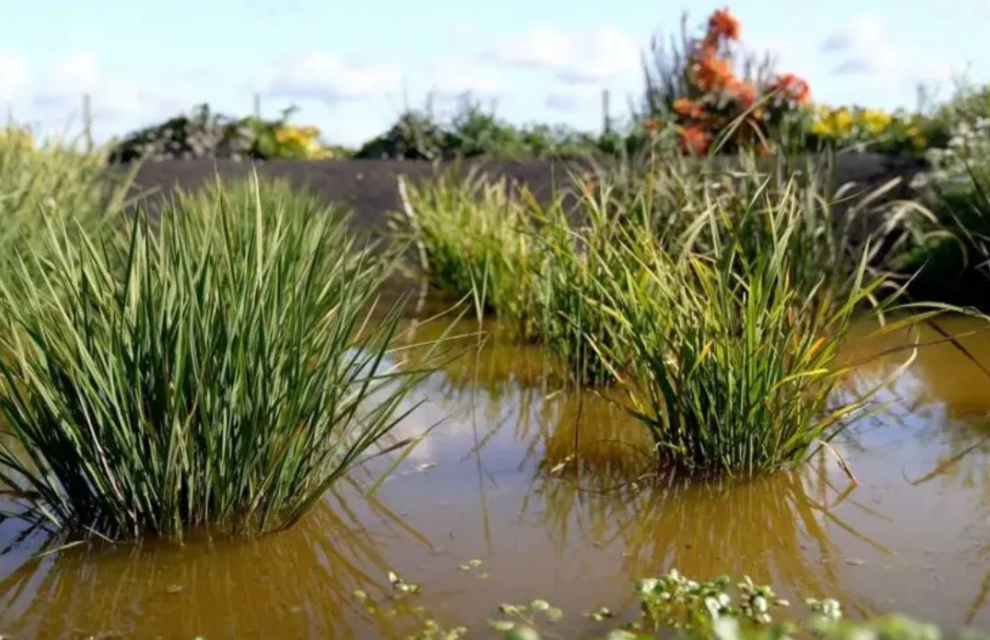 Reino Unido cosecha arroz: un cultivo impensado que se vuelve realidad