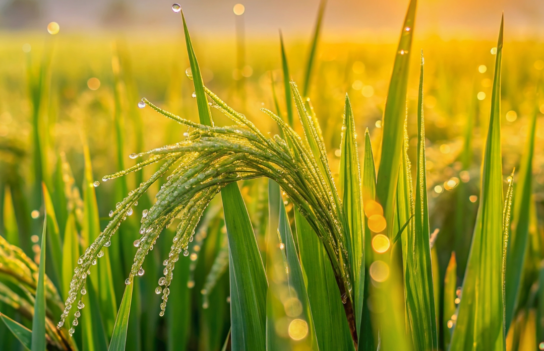 Beneficios ecológicos y abastecimiento de agua