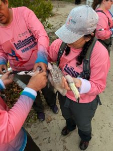 En coordinación con la Conanp, se realizaron jornadas de anillamiento en Ría Lagartos y Ría Celestún