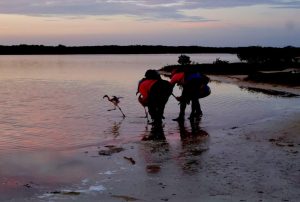 En esta edición, se logró anillar un total de 546 polluelos, de los cuales 476 correspondieron a Ría Lagartos y 70 a Ría Celestún