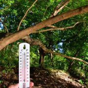 Jornada de Reforestación en Tabasco