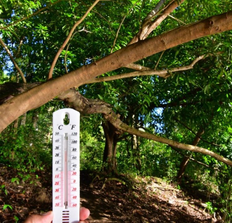 Jornada de Reforestación en Tabasco